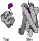GPCRs in Drug Discovery