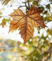 Maple Water Market - Global Outlook and Forecast 2020-2025
