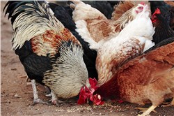 Global Poultry Feed Market Set to Grow to $322bn by 2024