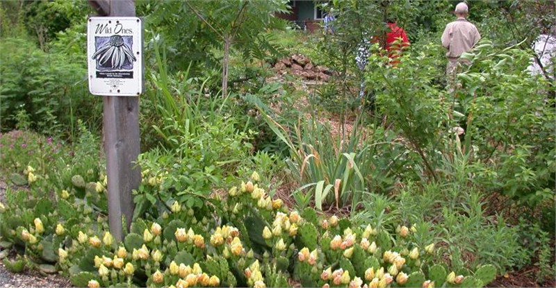 Rethink Your Lawn; Let It Grow Wild